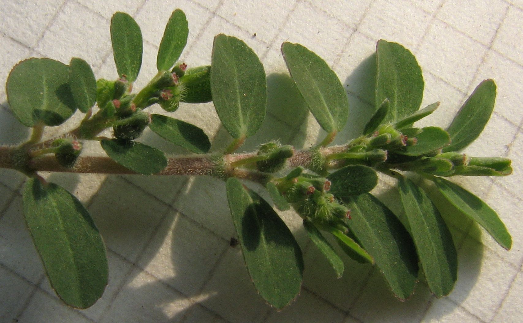 Euphorbia prostrata / Euforbia prostrata